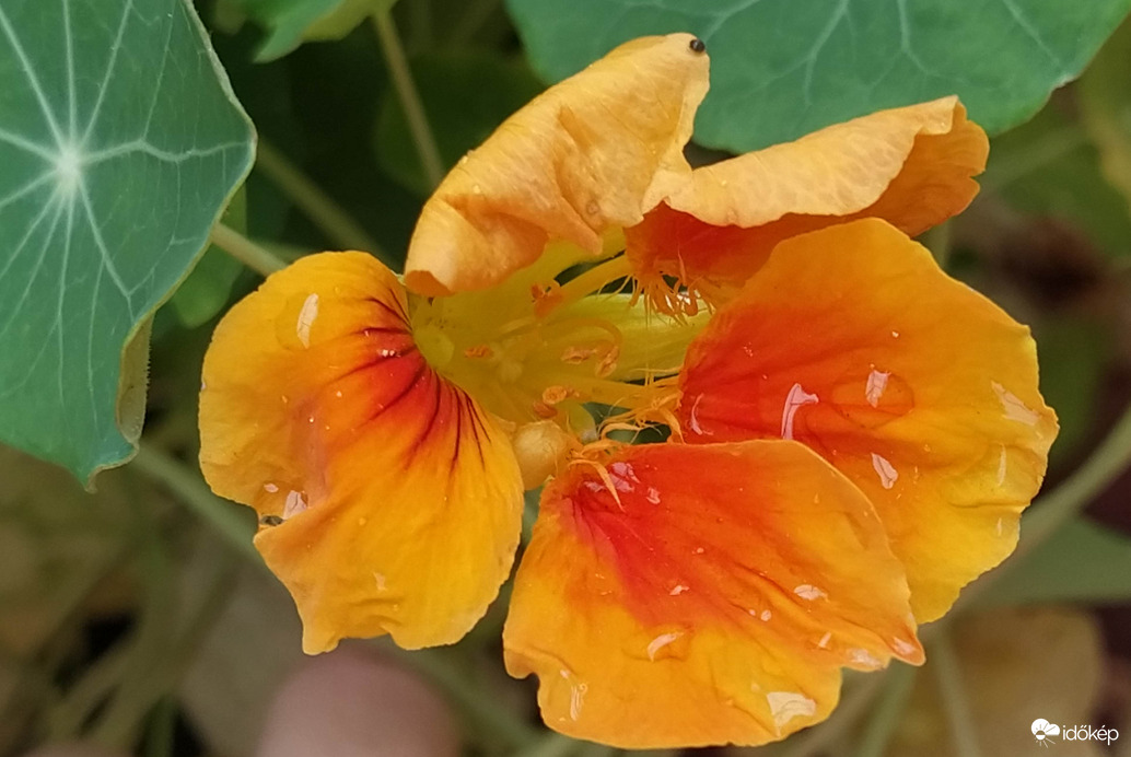 Cseppes sarkantyúka 