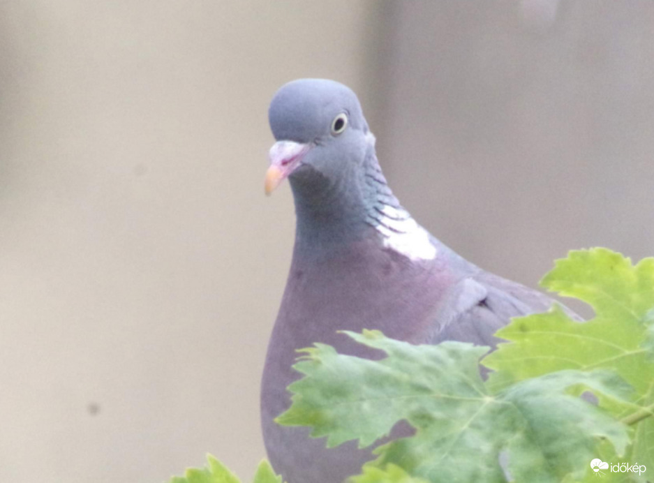 Nézelődő gyönyörű örvös galamb :) 