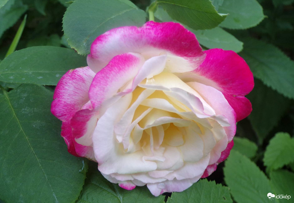 Legszebb rózsa kertünkben 