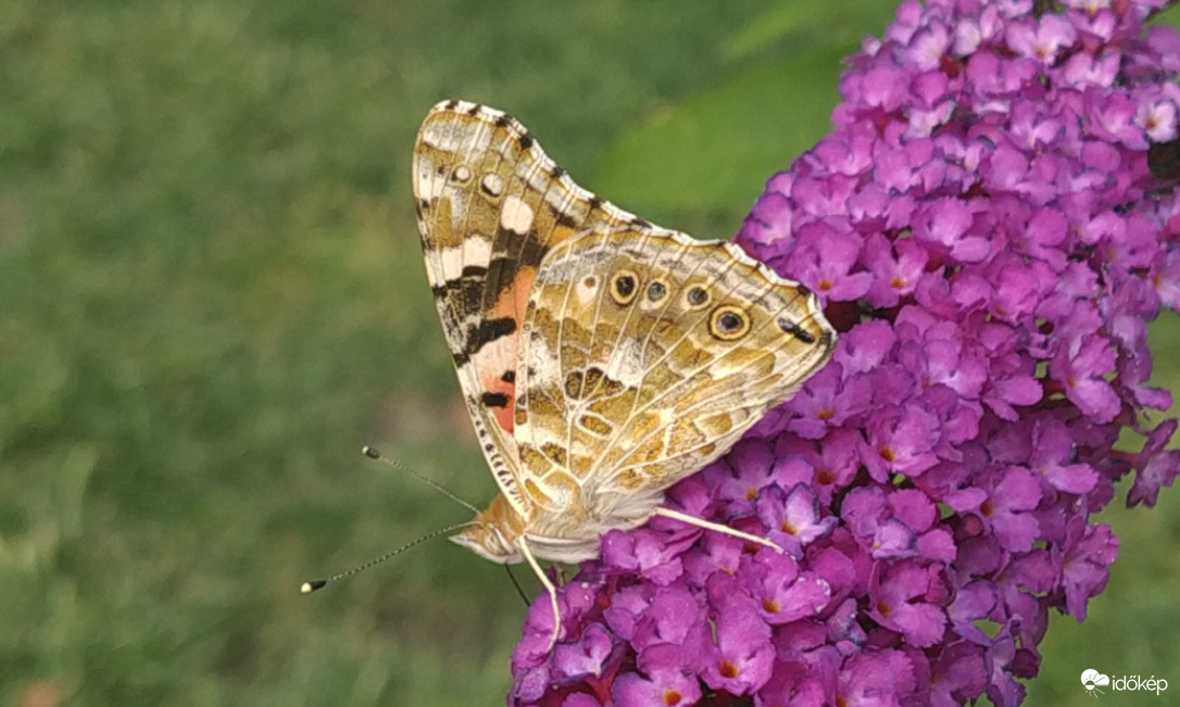 Bogáncslepke a nyáriorgonán 