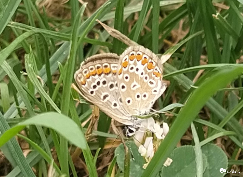 Közönséges boglárka 