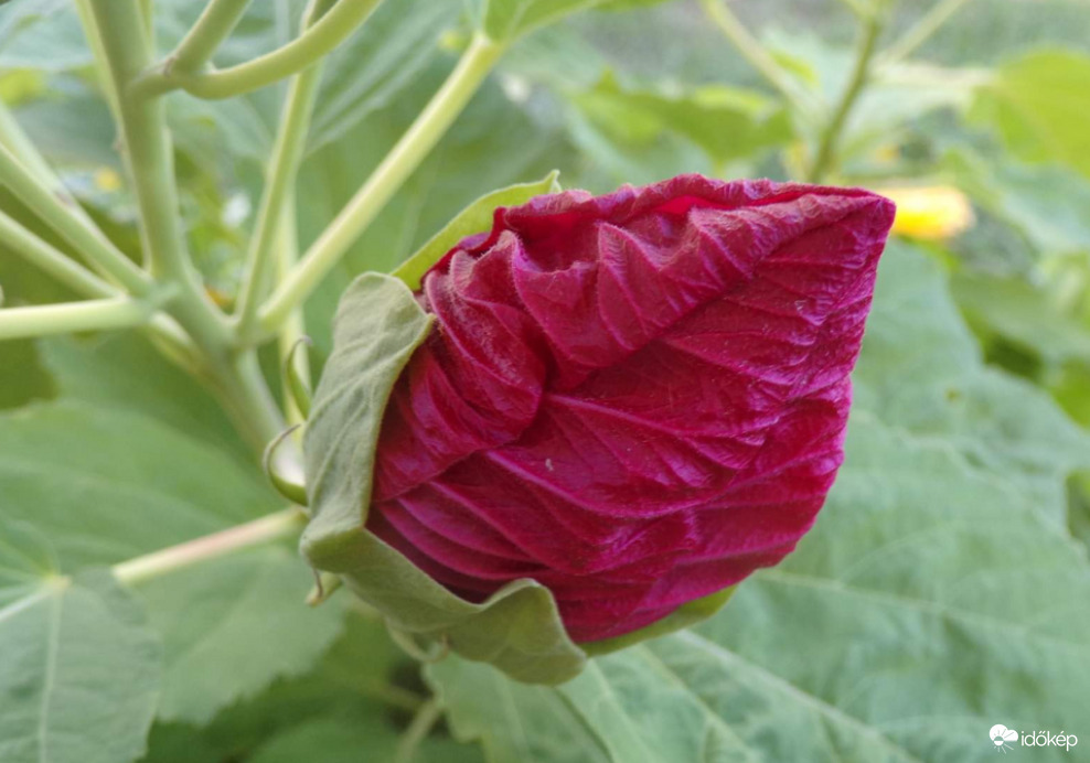 Mocsári hibiszkusz bimbója