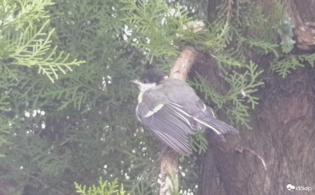 Széncinege fióka :)