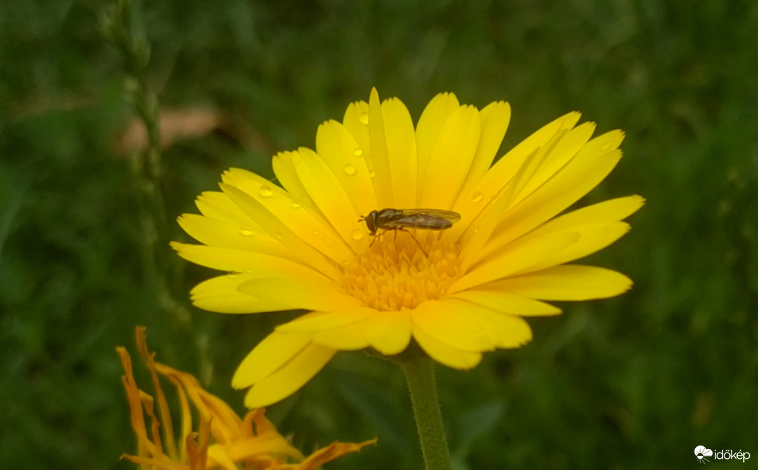 Zengőlégy a cseppes Körömvirágon 
