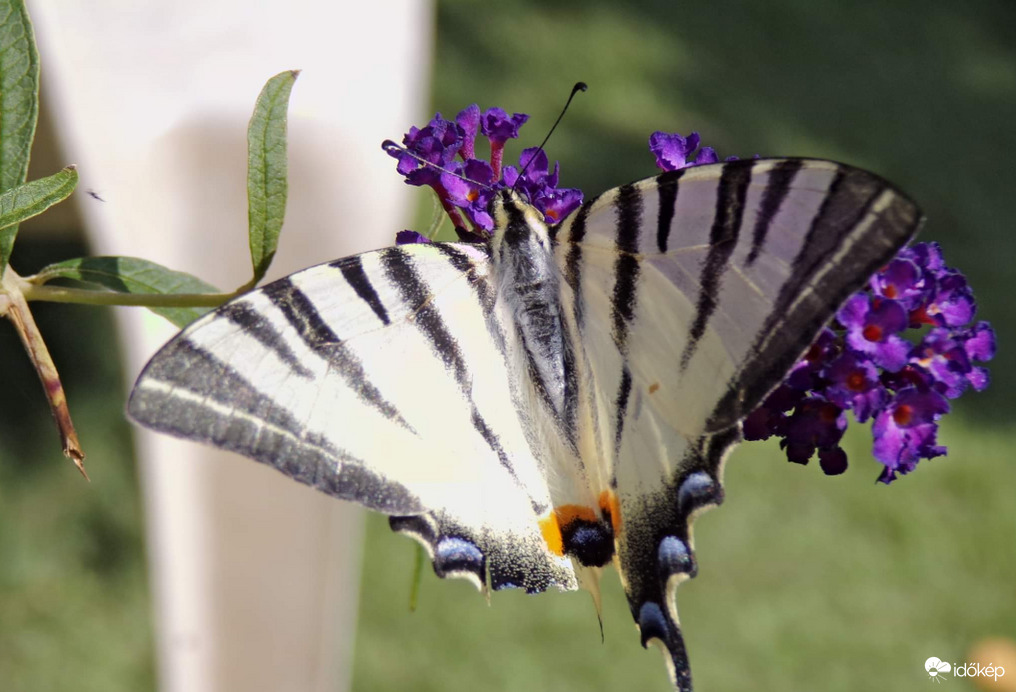 Szépséges Kardoslepke 