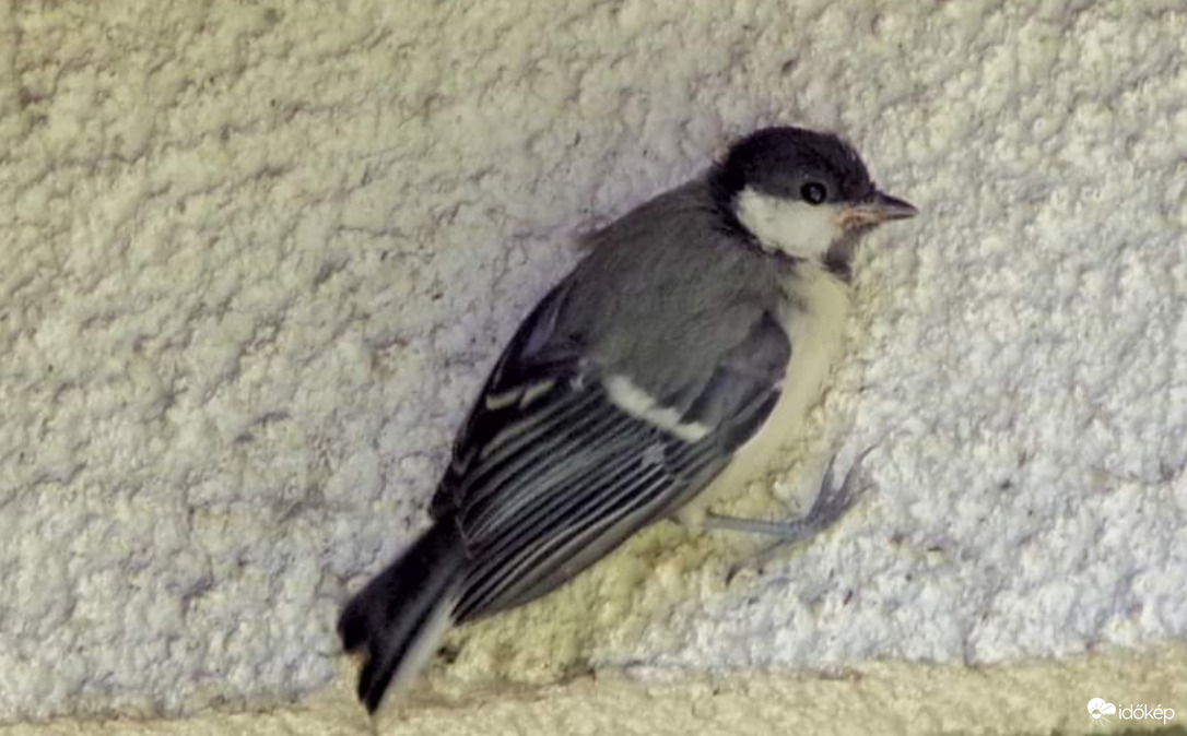 Széncinege fióka a falba kapaszkodva nézelődik 