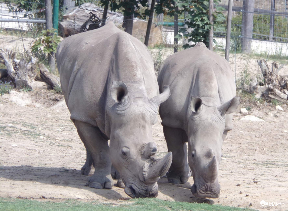 Rebeka a Szélesszájú orrszarvú anya és borja Ria