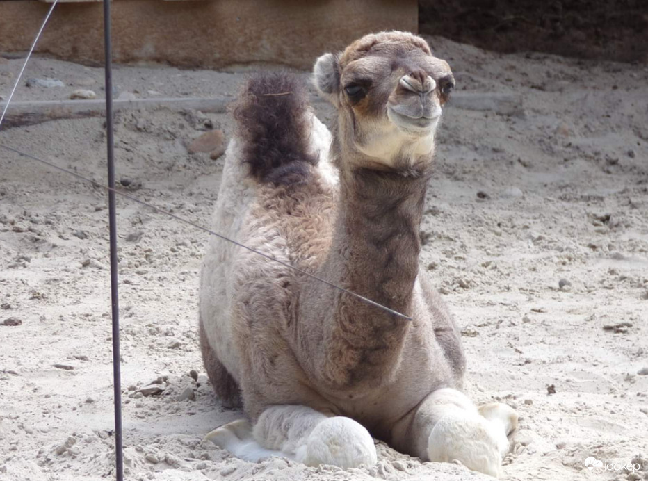 22 napos Dromedár csikó