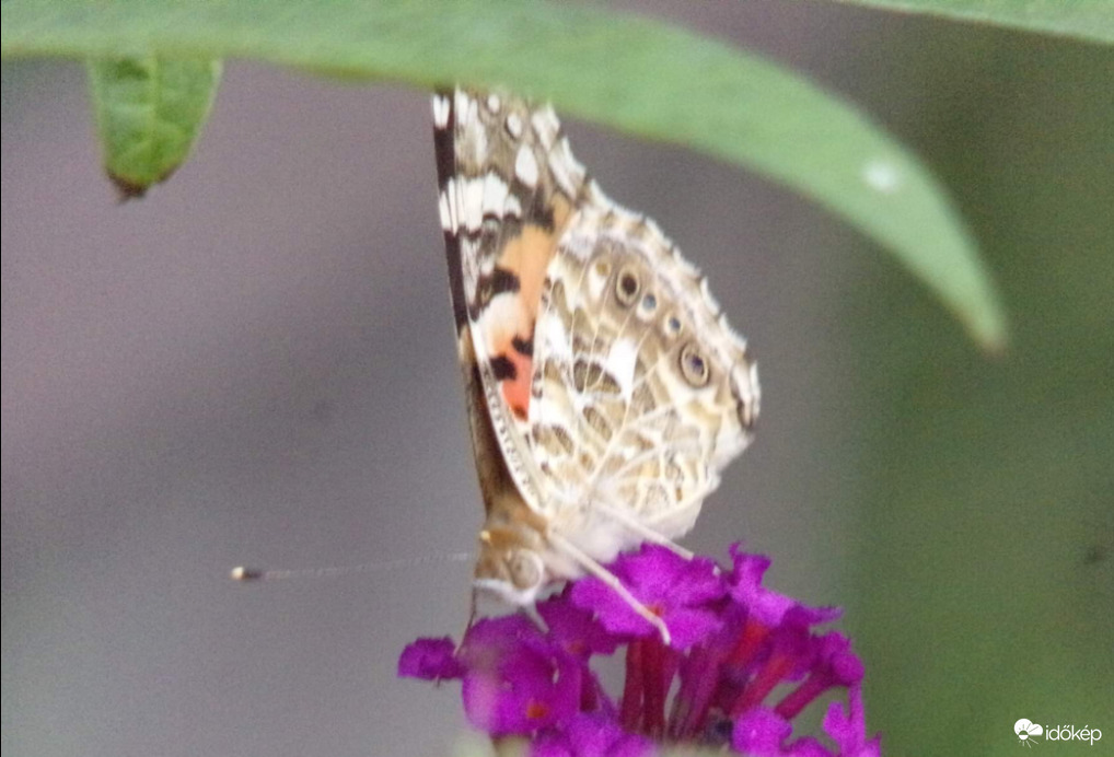 Fiatal bogáncslepke délutáni szeles időben a nyáriorgonán 