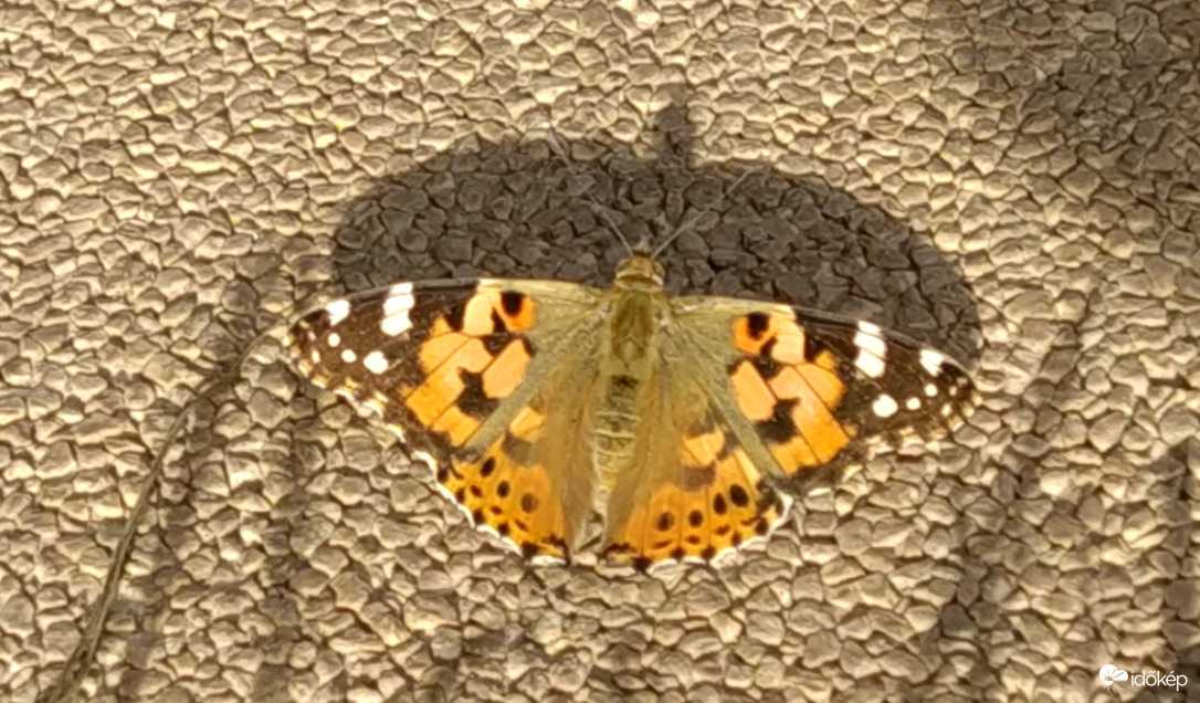 Napozó bogáncslepke :)
