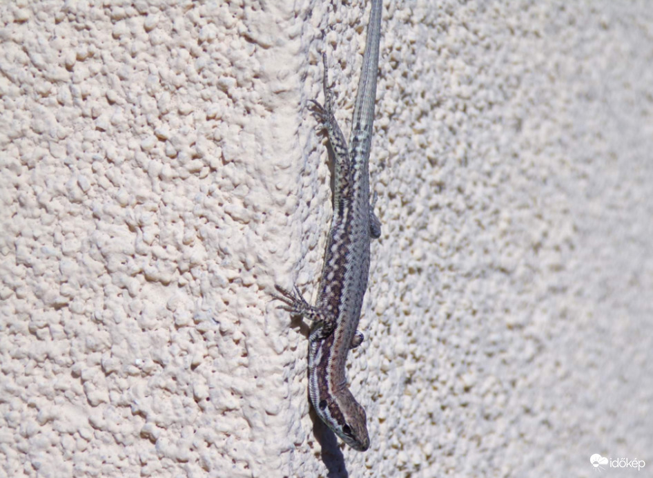 Napozó fali gyík :)