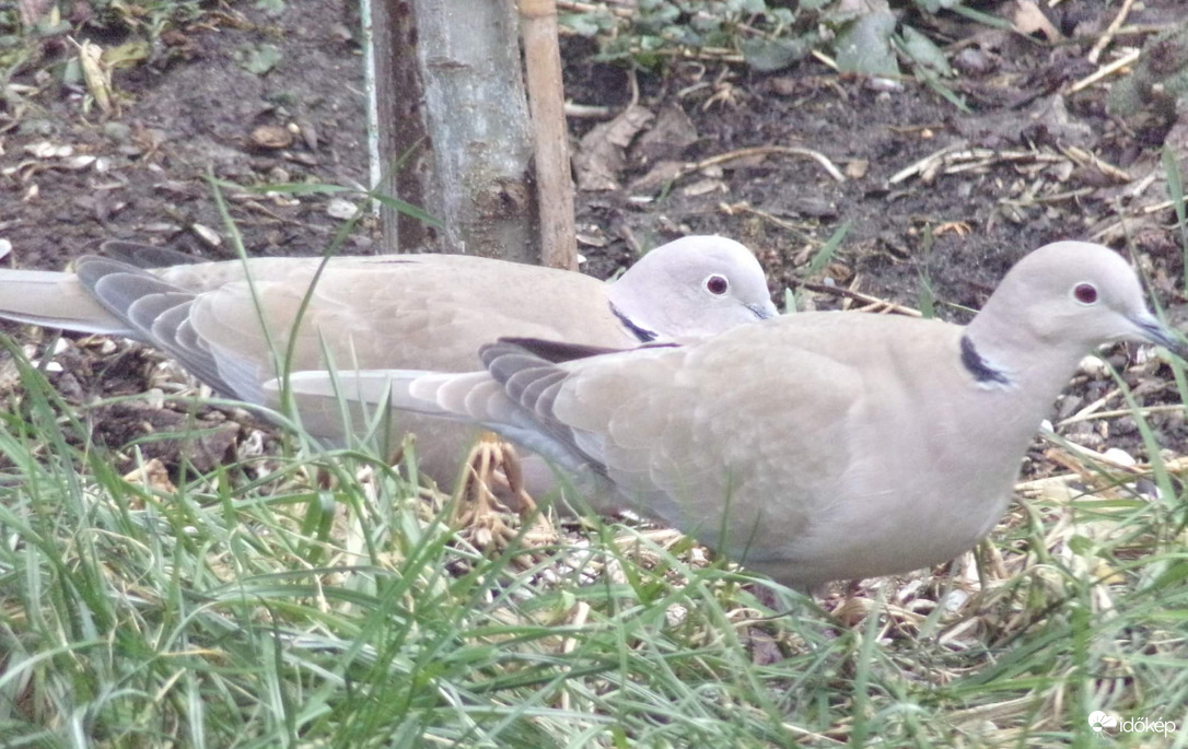Balkáni gerle pár a mai kert vendég :)