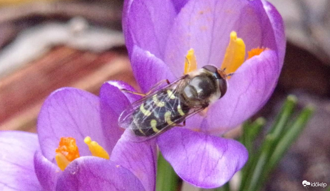 Három szépség egy képen :)