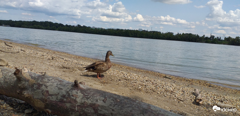 Bemenjek,vagy ne menjek?