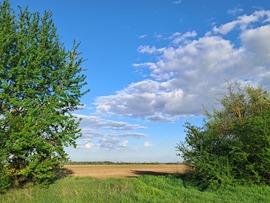 Szántóföld