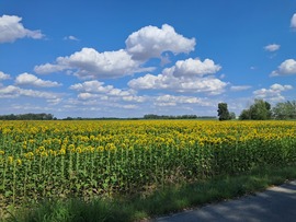 Hátraarc