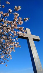 A mandulafa ölelésében