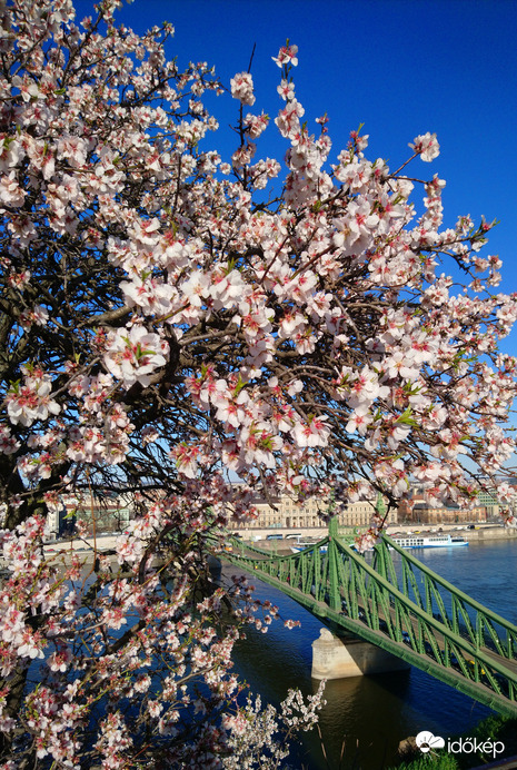 A Gellért-hegy fája teljes pompában