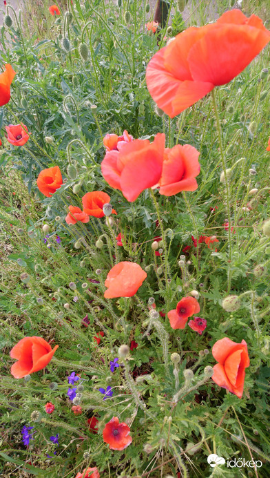 Pipacs sziget a város szívében