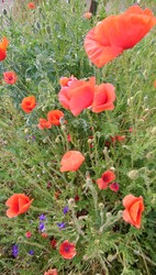 Pipacs sziget a város szívében