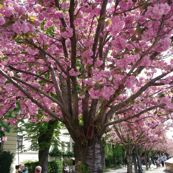 Cseresznyefa-virágzás 2