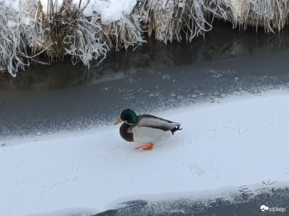 Kacsatánc a jégen.