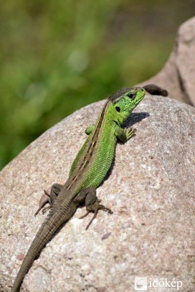 Napozás