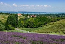 Levendulás balatoni panoráma 