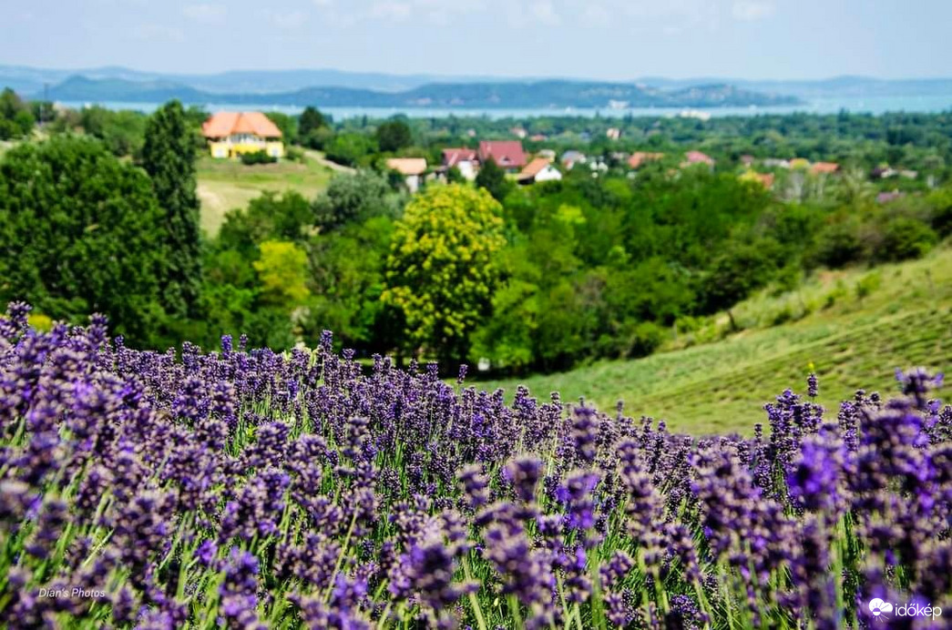 Kilátás a Balatonra 