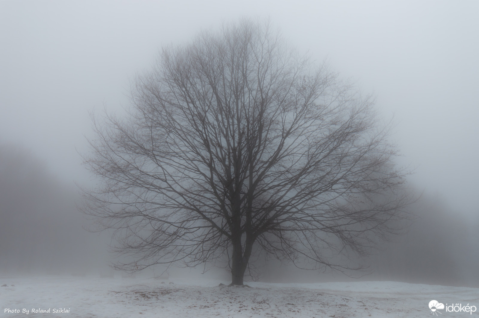 Varázslatos fa kb.1014 méteren