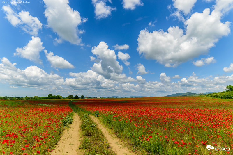 Álmaim pipacstengere 2 :-)