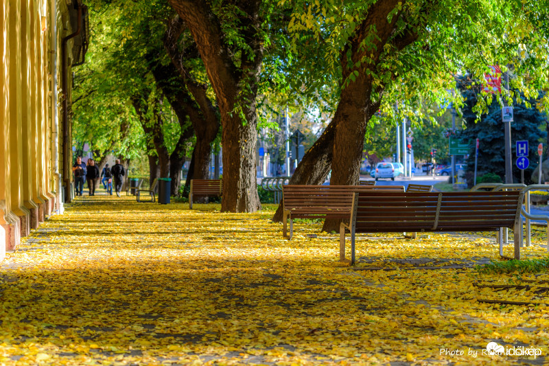 Őszi szőnyeg Jászberényben!