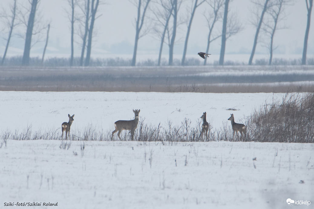 Élet a havas tájban.