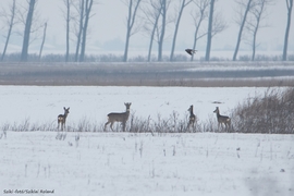 Élet a havas tájban.