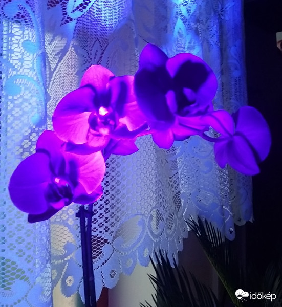 UV Orchidea