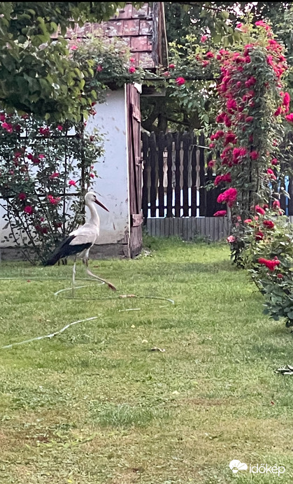 Igazi falusi élet:)