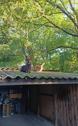 Amíg máshol madarak csicseregnek a tetőn, nálunk nyulak figyelnek onnan:)))))