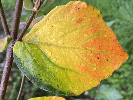 Az ősz színei egy helyen :)