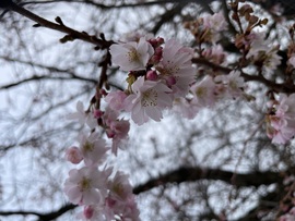 Különlegesség…:) 2025.12.11. Lyon