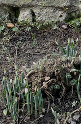 Virágzik a hóvirág…