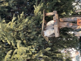 A madáretetőben egy igen ritka és szép madarat sikerült lefotóznom:))) 