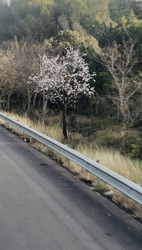 Franciaországban kezd tavaszodni.:)