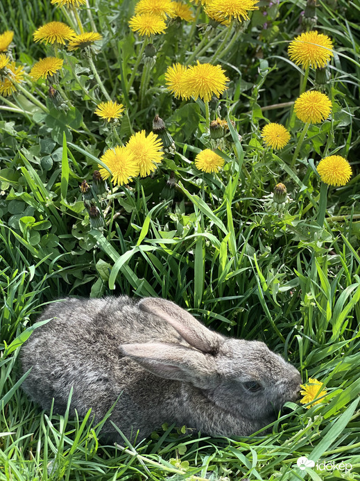 Várjuk a locsolókat!☺️