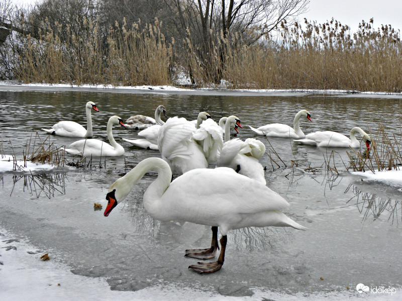 Kis-balaton 