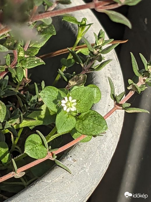 A tavasz apró hirnöke