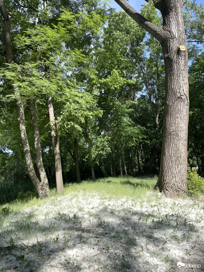 Természet