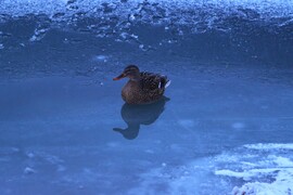 JEGES PILLANAT KÉKÓRÁBAN