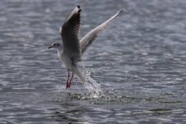 Hétvégi napsütésben.