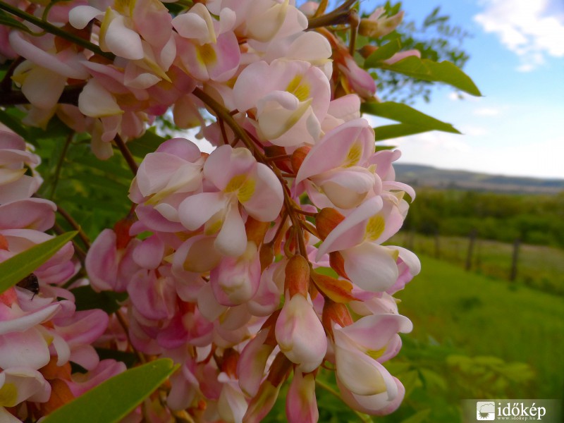 Virágzik az akácfa