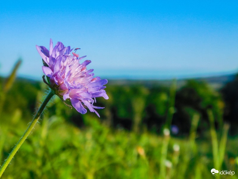 Csak egy mezei virág